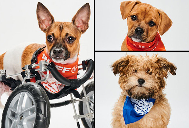 Puppy Bowl 2023: Photos From The Adoption Special