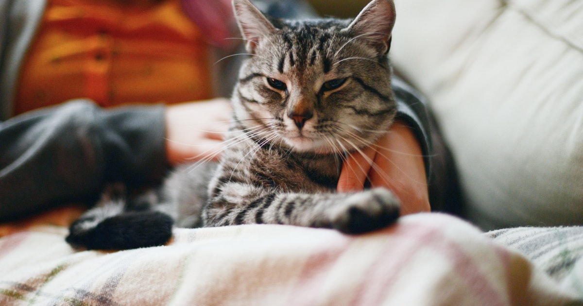 Why Do Cats Make Biscuits? A Vet Explains This Cute, Quirky Behavior