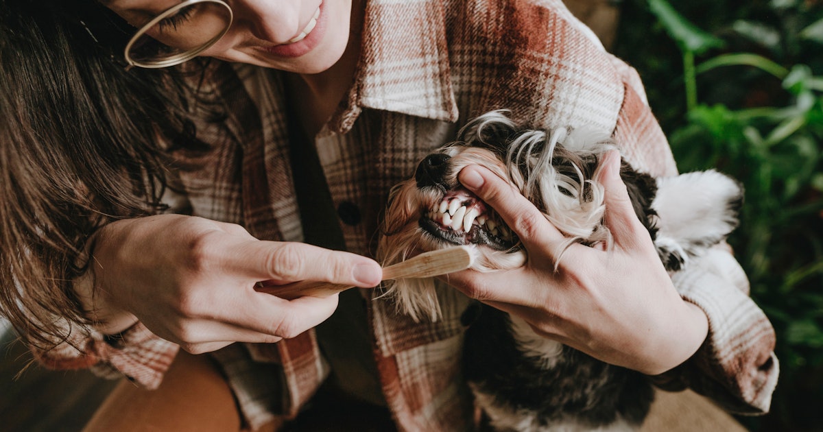 How Often Should You Brush Your Dog’s Teeth? Here’s What Vets Say